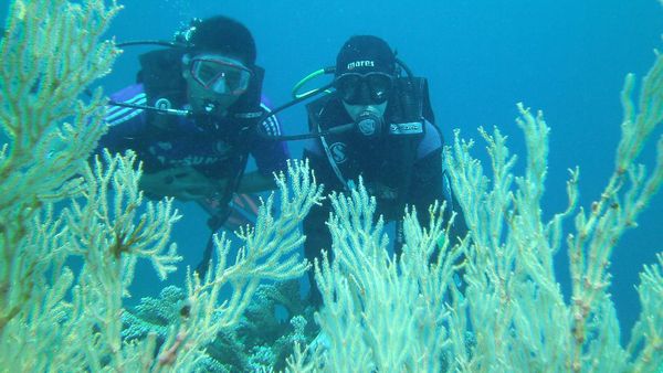 Diving di Gorontalo, Sekali Menyelam Langsung Jatuh Cinta