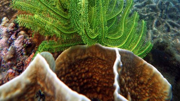 Donggala, Taman Laut Tercantik di Sulawesi Tengah