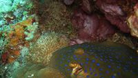 Dunia Bawah Laut Selayar 1