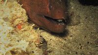 Dunia Bawah Laut Selayar 2