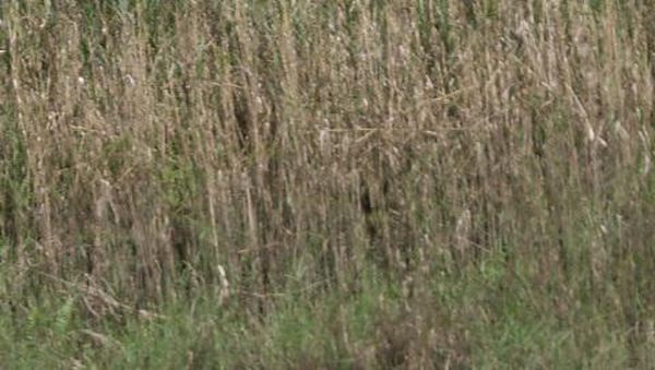 Eksotika dibalik Liarnya Liukan Sungai Daerum