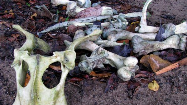 Eksplorasi Ujung Kulon