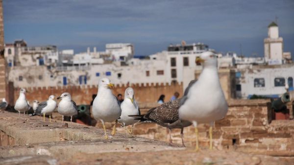 Essaouira, Kota Kecil Paling Cantik di Maroko
