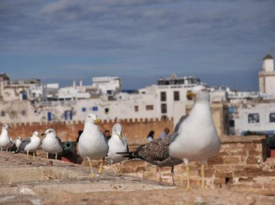 Essaouira, Kota Kecil Paling Cantik di Maroko
