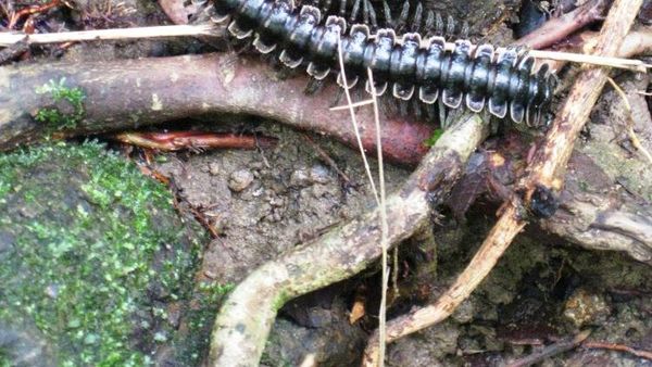 Fauna 3 Taman Nasional Gn. Palung