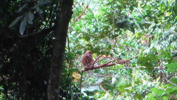 Fauna 4 Taman Nasional Gn. Palung