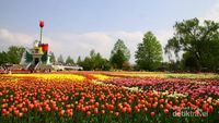 Festival Bunga Tulip di Jepang: Tonami Tulip Fair