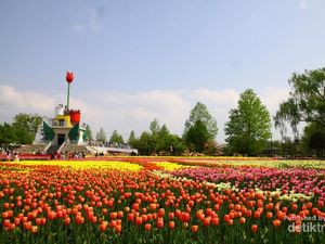 Festival Bunga Tulip di Jepang: Tonami Tulip Fair