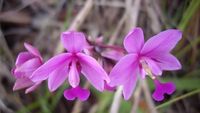 Flora Mungil dan Kupu-kupu Papua (Foto Macro)