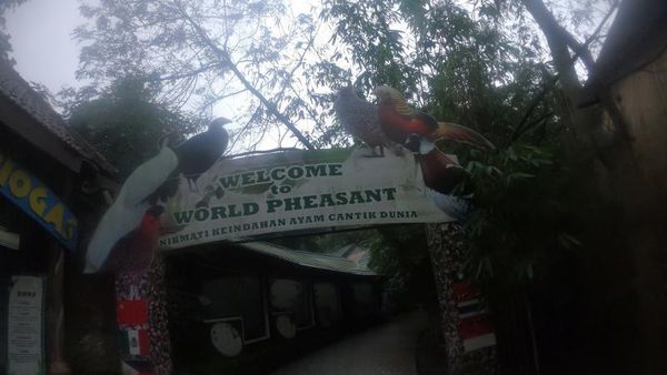 Foto: Ayam-ayam Cantik Kota Batu Ada di Sini