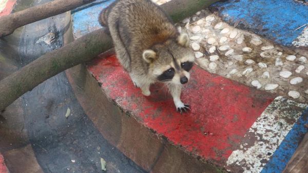 Foto: Bertemu Rakun Lucu di Batu Secret Zoo
