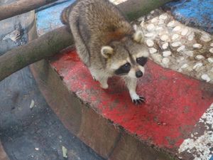 Foto: Bertemu Rakun Lucu di Batu Secret Zoo