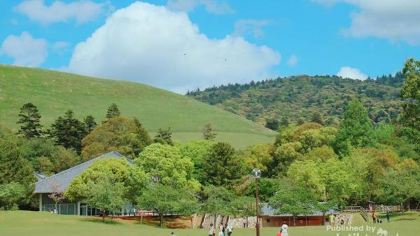 Foto: Bertemu Rusa-rusa Liar di Jepang