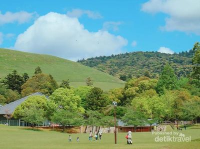 Foto: Bertemu Rusa-rusa Liar di Jepang