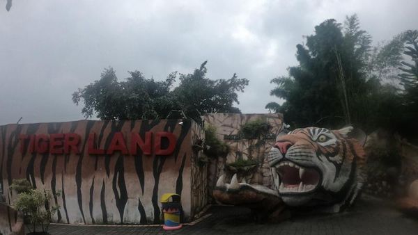 Foto: Bukan Ikan, Di Sini Kamu Bisa Mancing Harimau