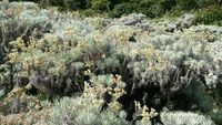 Foto: Bunga Edelweiss Gunung Gede, Cantikmu Abadi