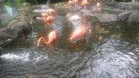 Foto: Cantiknya Burung Flamingo di Batu Secret Zoo