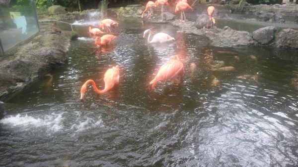 Foto: Cantiknya Burung Flamingo di Batu Secret Zoo