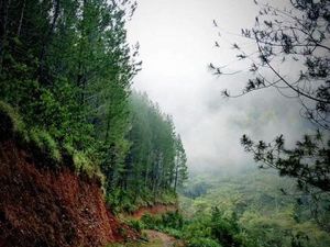 Foto: Gayo Tak Hanya Kopi