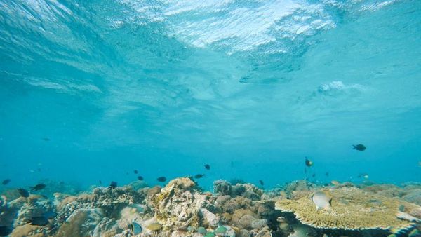 Foto: Indah Nian Alam Bawah Laut Taka Makassar