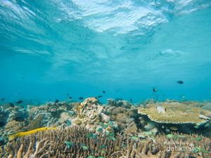 Foto: Indah Nian Alam Bawah Laut Taka Makassar