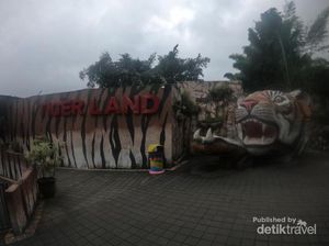 Foto: Kamu Berani Kasih Makan Harimau Seperti Ini?