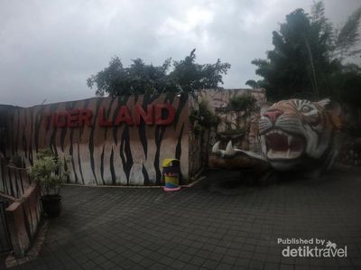 Foto: Kamu Berani Kasih Makan Harimau Seperti Ini?