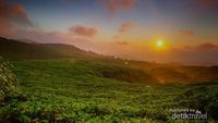 Foto: Kebun Teh Cantik di Taman Nasional Gunung Halimun Salak