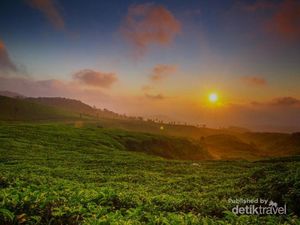 Foto: Kebun Teh Cantik di Taman Nasional Gunung Halimun Salak