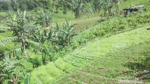 Foto: Pagi-pagi, Lihat Hijaunya Gunung Lawu Dulu