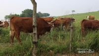 Foto: Pemandangan Hijau dari Tanah Minang