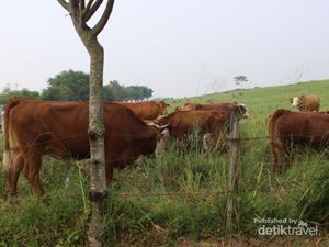 Foto: Pemandangan Hijau dari Tanah Minang