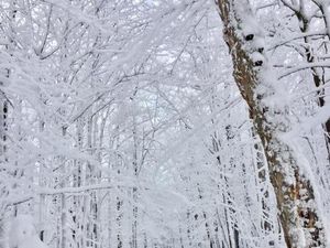 Foto: Saat Musim Salju di Kanada
