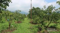 Foto: Seru Sekali Petik Buah Langsung di Kebunnya