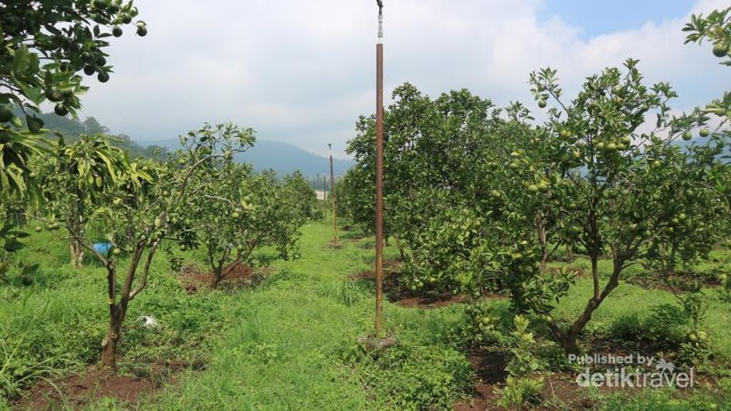 Foto: Seru Sekali Petik Buah Langsung di Kebunnya Foto: Seru Sekali Petik Buah Langsung di Kebunnya