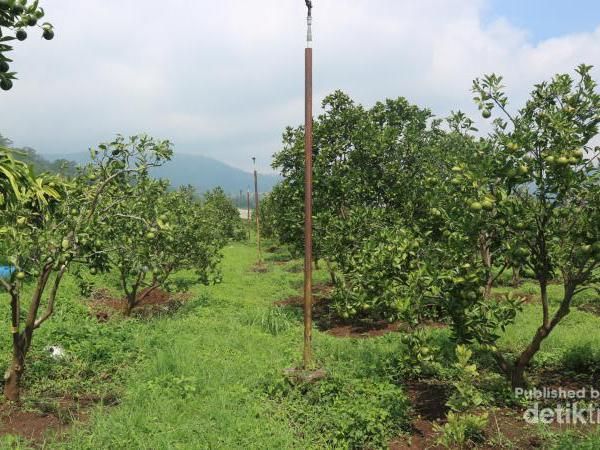 Foto: Seru Sekali Petik Buah Langsung di Kebunnya