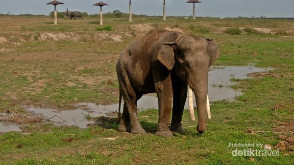 Gajah Way Kambas Memang Tulus Menghibur