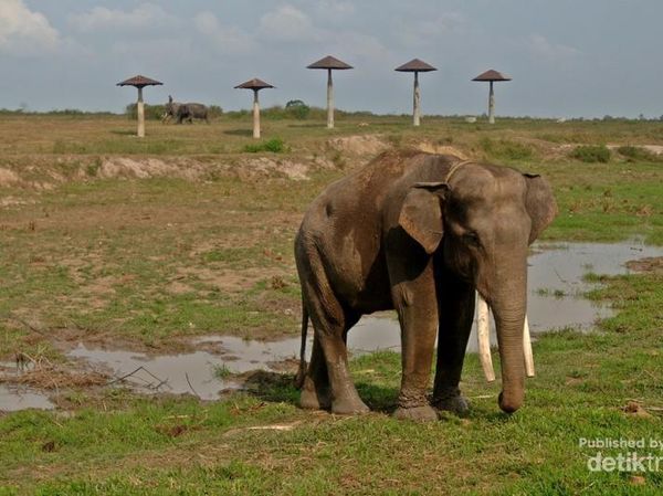Gajah Way Kambas Memang Tulus Menghibur