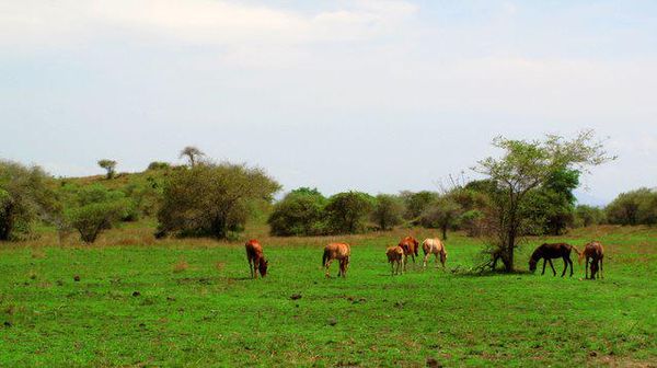 Gelombang Darat Kaki Tambora