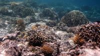 Gili Trawangan, Surga Bawah Laut di Lombok