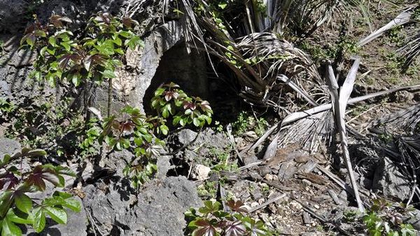 Goa Jepang Panafbibi di Tasikona, NTT