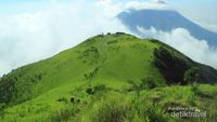 Gunung Merbabu Punya Permadani Hijau Raksasa