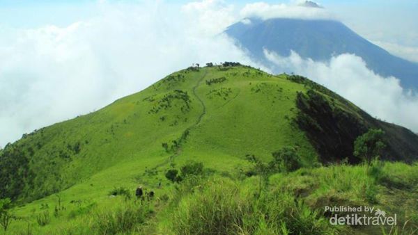 Gunung Merbabu Punya Permadani Hijau Raksasa