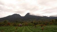 Gunung Tujuh, Taman Nasional Kerinci Seblat (TNKS)