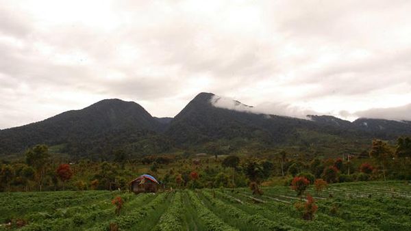 Gunung Tujuh, Taman Nasional Kerinci Seblat (TNKS)