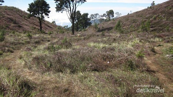 Hamparan Bunga Krisan yang Cantik di Gunung Prau