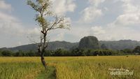 Hamparan Sawah Seindah Permadani di Maros, SulSel