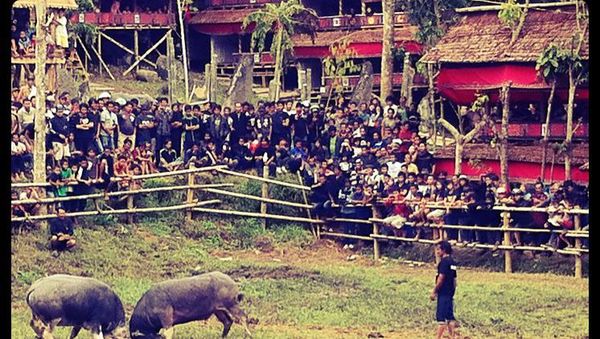 Hanya di Toraja, Upacara Kematian Lebih Ramai dari Pernikahan
