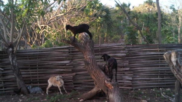 Hari Pertama di Kupang