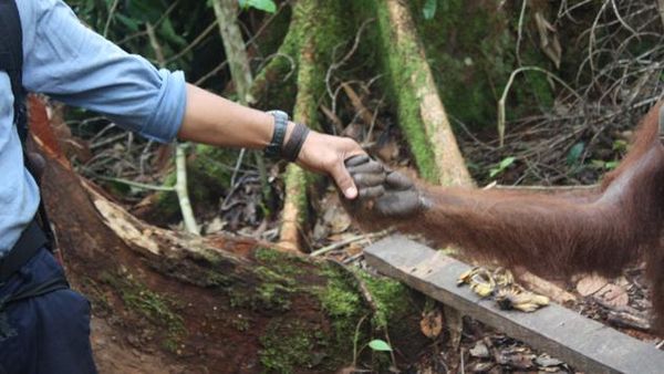Harmonisasi Orangutan Dan Orang Kota